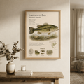 Largemouth Bass — Naturalist Field Plate | Printable Fish Wall Art