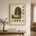 European Beech — Naturalist Field Plate | Printable Botanical Tree Wall Art
