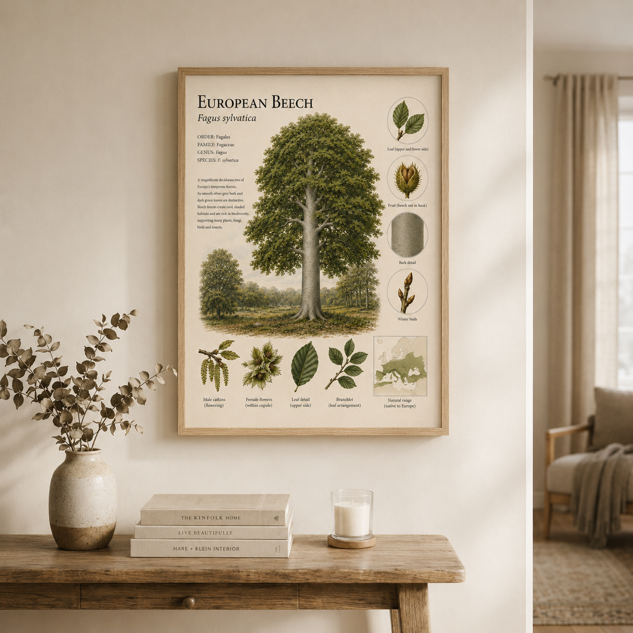 European Beech — Naturalist Field Plate | Printable Botanical Tree Wall Art
