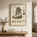 Scots Pine — Naturalist Field Plate | Printable Botanical Tree Wall Art
