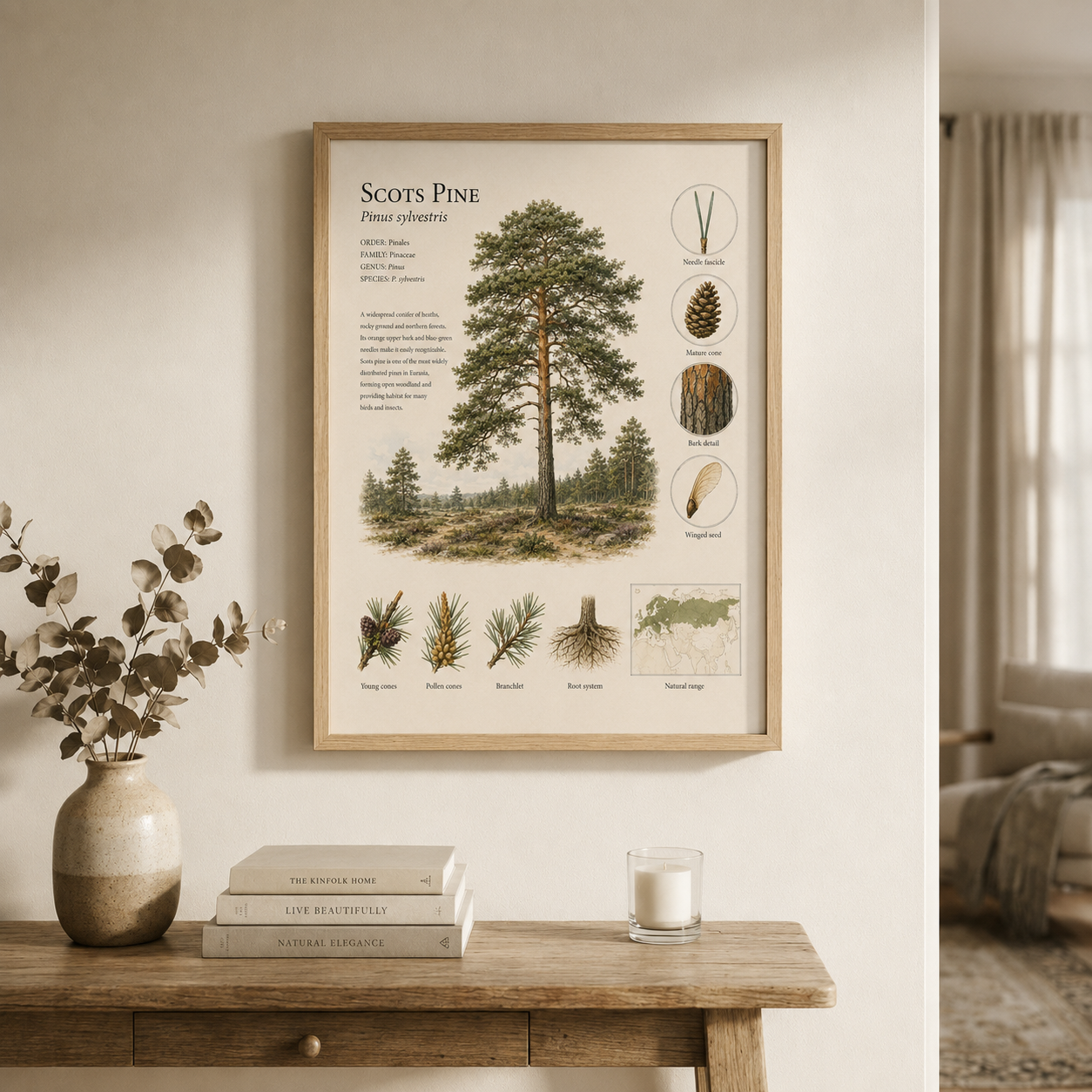 Scots Pine — Naturalist Field Plate | Printable Botanical Tree Wall Art