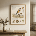 European Goldfinch — Naturalist Field Plate | Printable Botanical Bird Wall Art