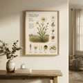 Oxeye Daisy — Naturalist Field Plate | Printable Botanical Wildflower Wall Art