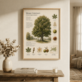 Horse Chestnut — Naturalist Field Plate | Printable Botanical Tree Wall Art