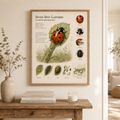 Seven-Spot Ladybird — Naturalist Field Plate | Printable Entomology Wall Artodukt