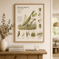 European Mantis — Naturalist Field Plate | Printable Entomology Wall Art