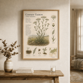 Common Yarrow — Naturalist Field Plate | Printable Botanical Wildflower Wall Art