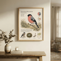 Eurasian Bullfinch — Naturalist Field Plate | Printable Botanical Bird Wall Art