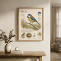 Blue Tit — Naturalist Field Plate | Printable Botanical Bird Wall Art