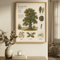 English Oak — Naturalist Field Plate | Printable Botanical Tree Wall Art
