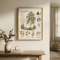 Silver Birch — Naturalist Field Plate | Printable Botanical Tree Wall Art